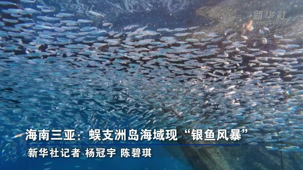 海南三亚：蜈支洲岛海域现“银鱼风暴